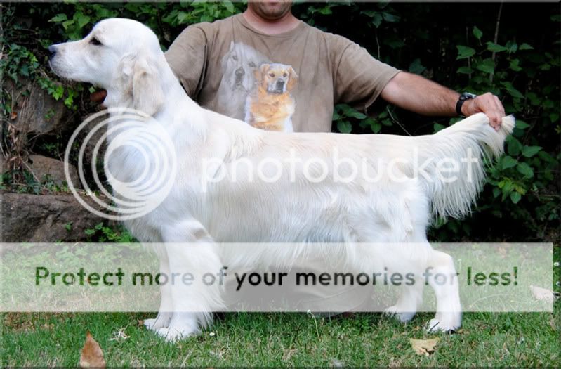 Dog picture