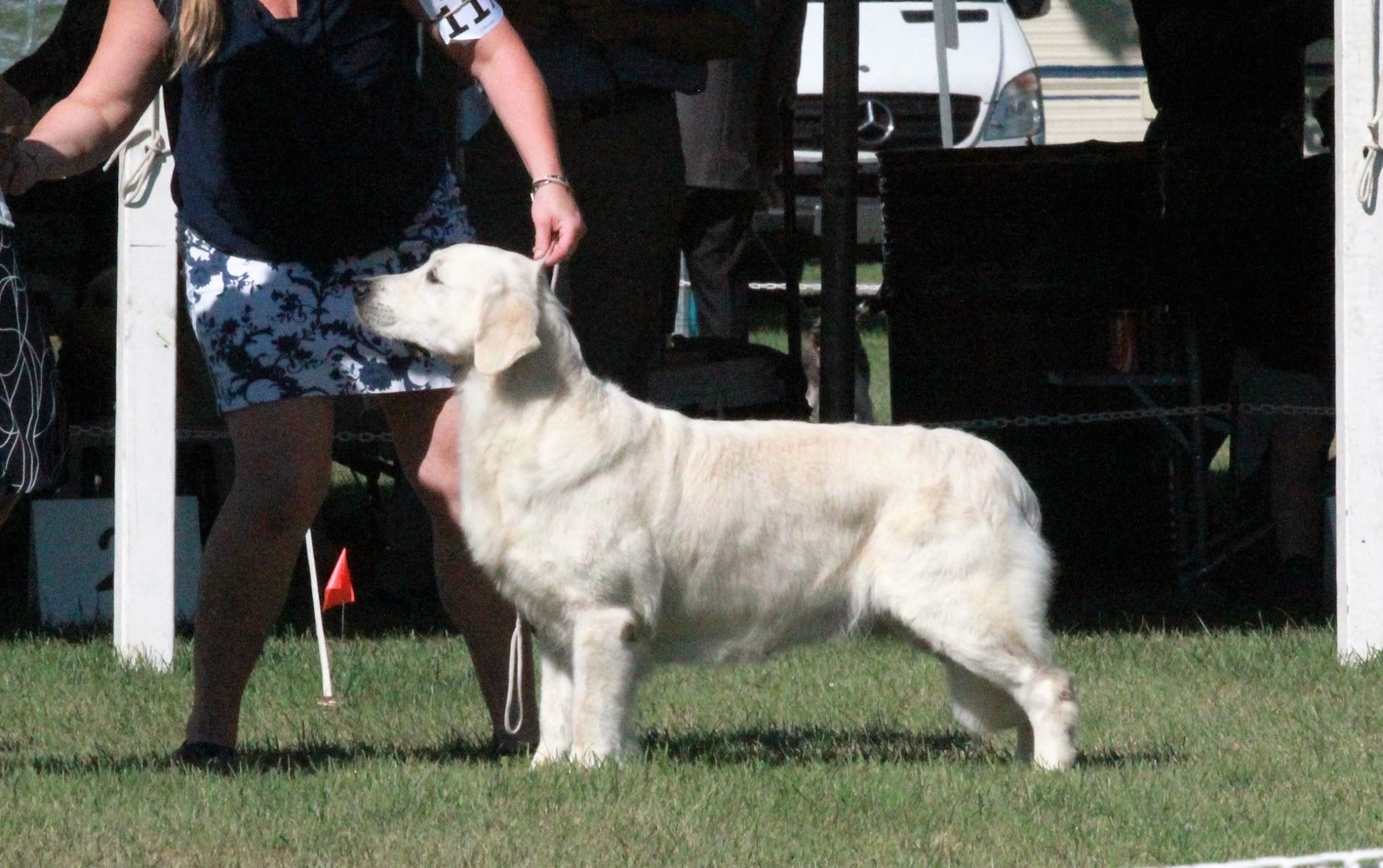 Dog picture