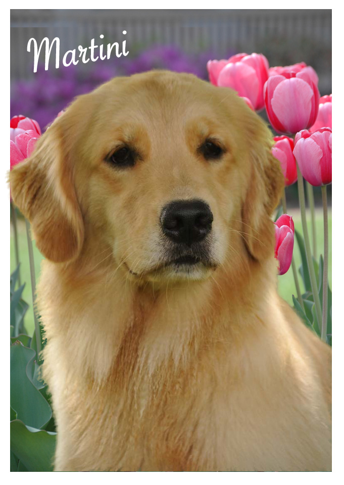 Dog picture