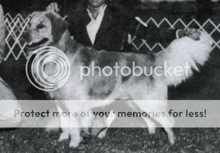 Dog picture