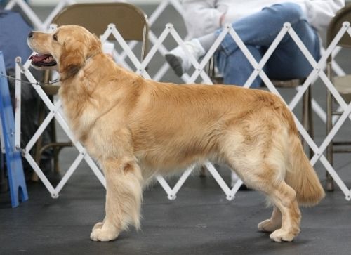 Dog picture