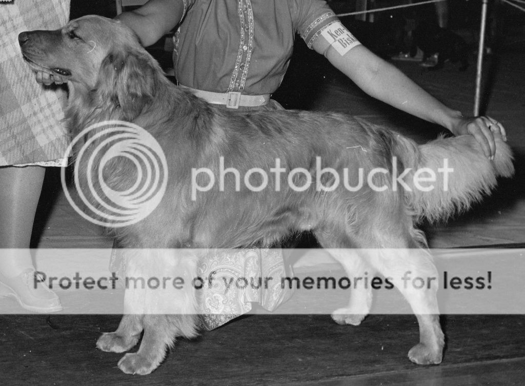 Dog picture