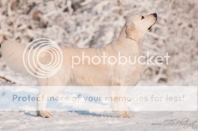 Dog picture