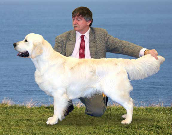 Dog picture