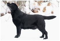Dog picture