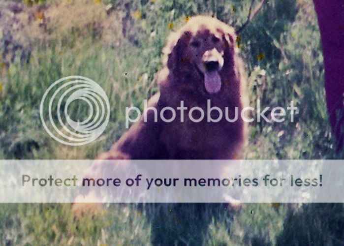 Dog picture