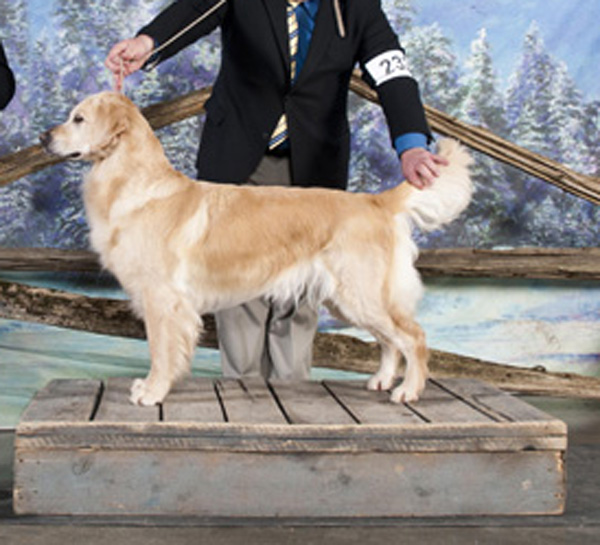 Dog picture