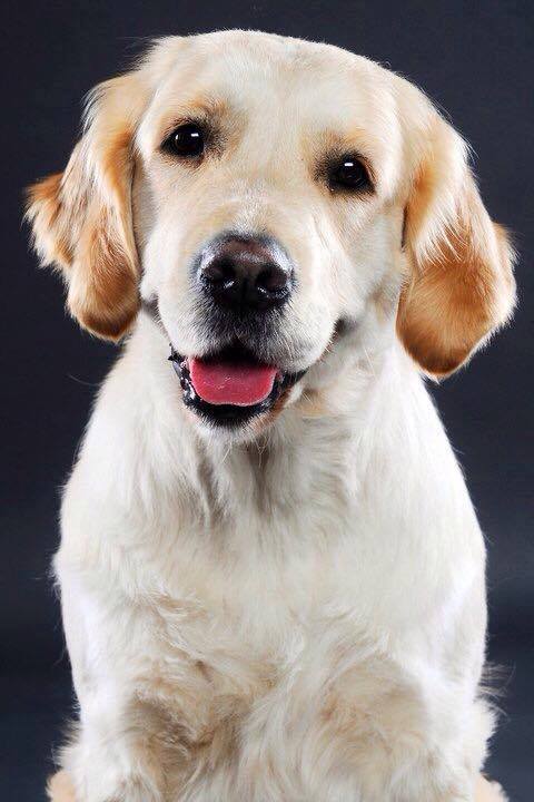 Dog picture