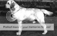 Dog picture