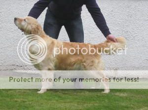 Dog picture