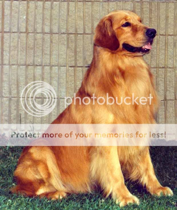 Dog picture