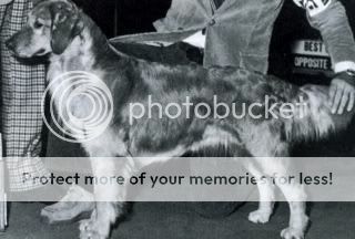 Dog picture