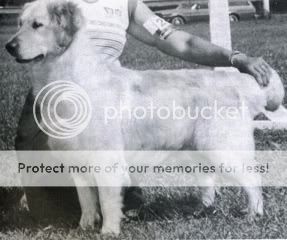 Dog picture