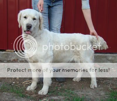 Dog picture