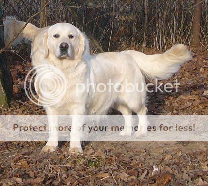 Dog picture