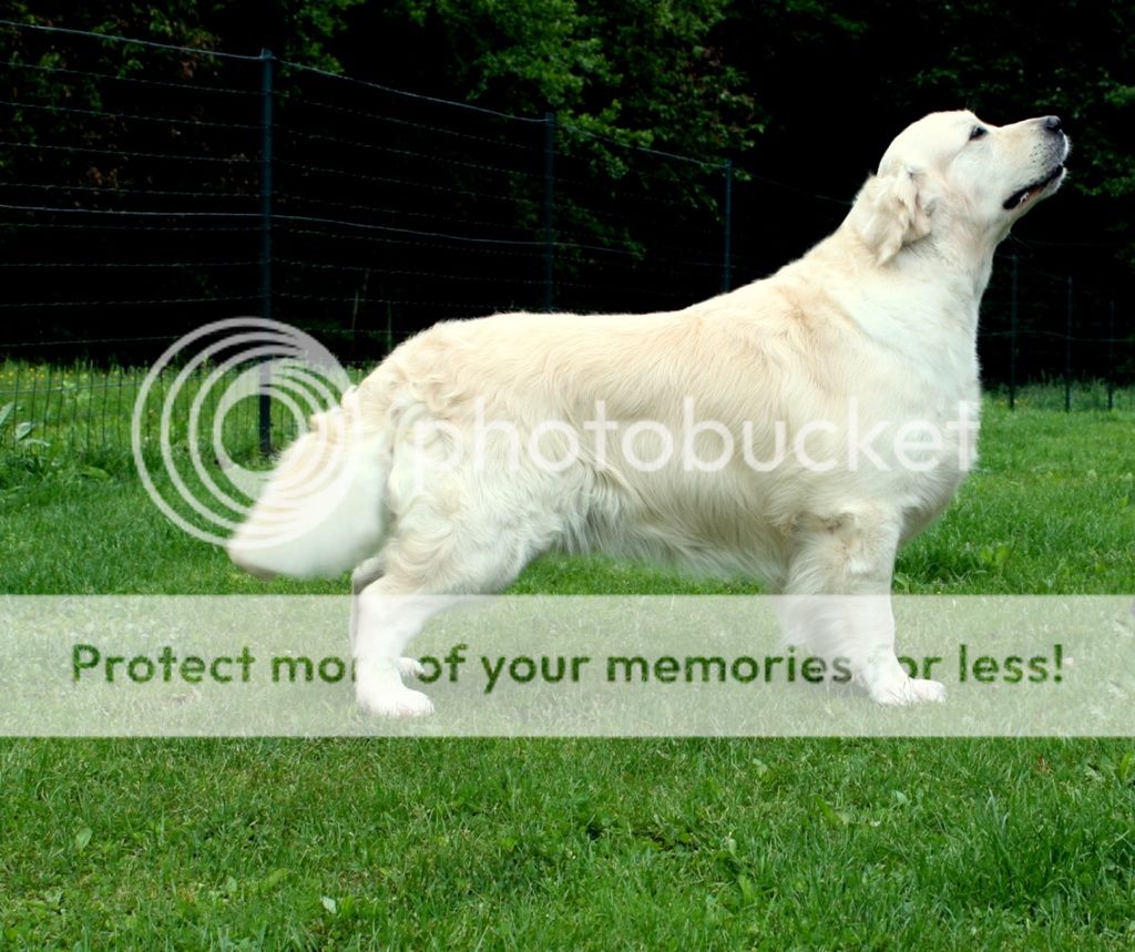 Dog picture