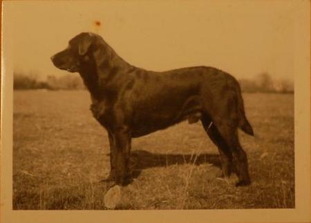 Dog picture