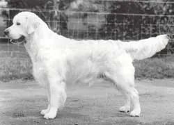 Dog picture