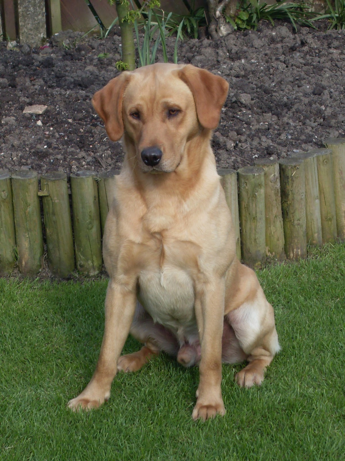 Dog picture