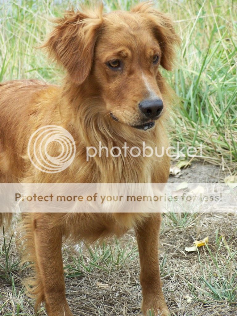 Dog picture