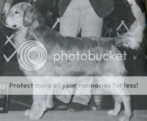 Dog picture