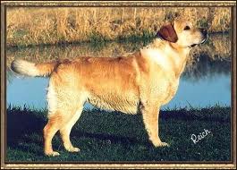 Dog picture