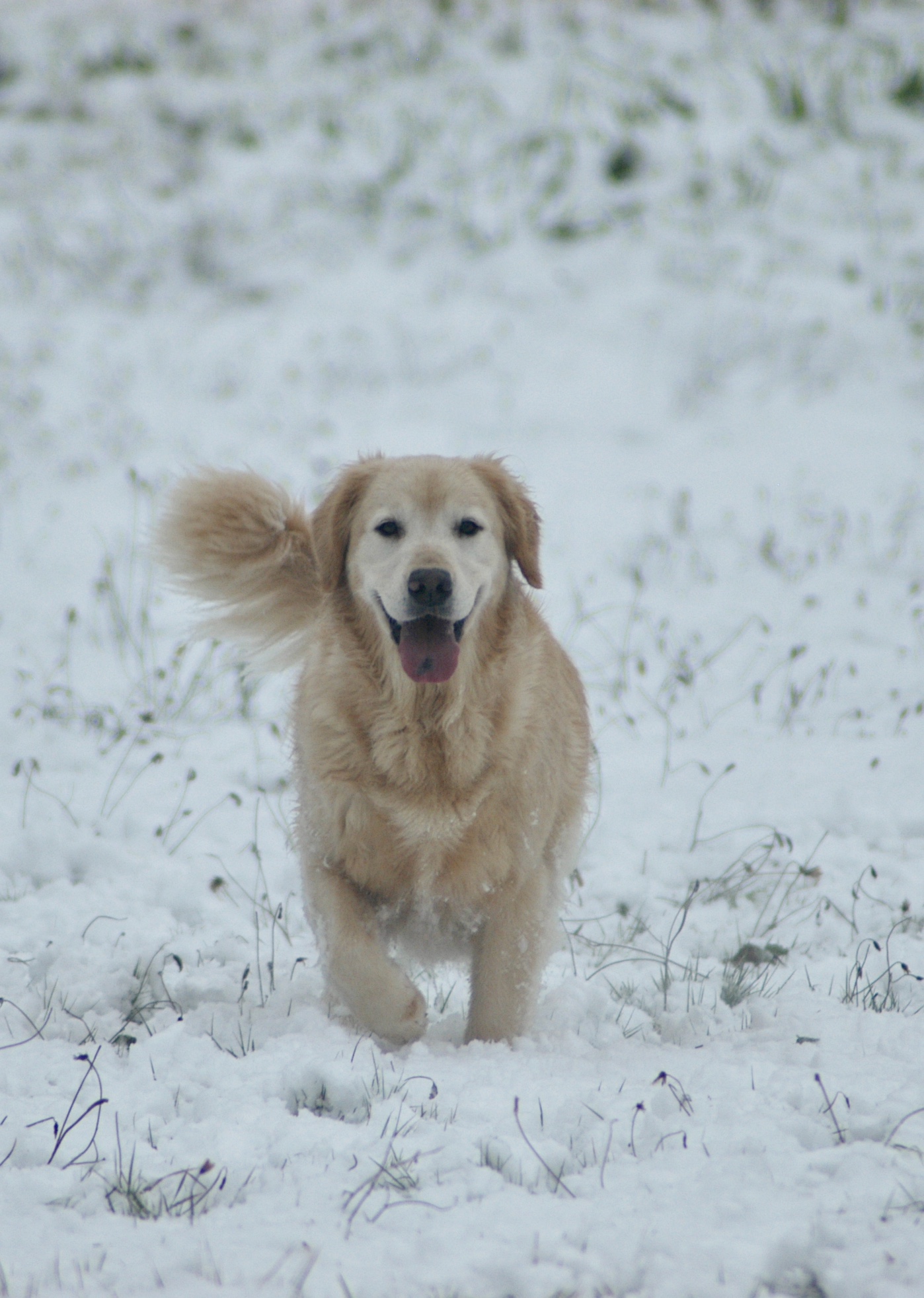 Dog picture