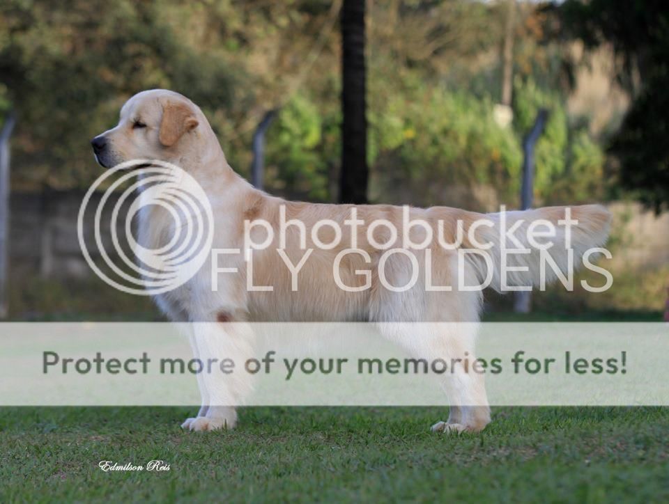 Dog picture