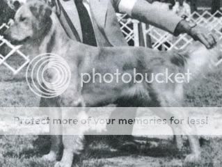 Dog picture