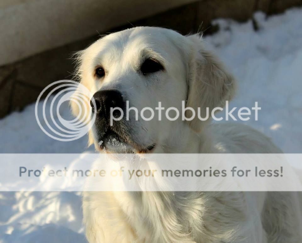 Dog picture