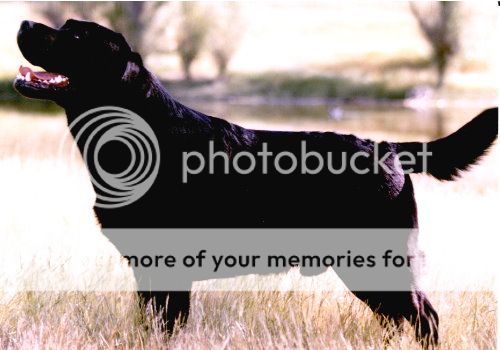 Dog picture