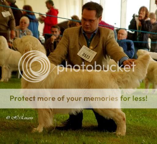 Dog picture
