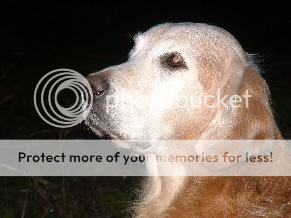 Dog picture