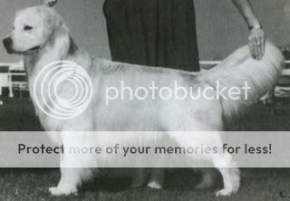 Dog picture