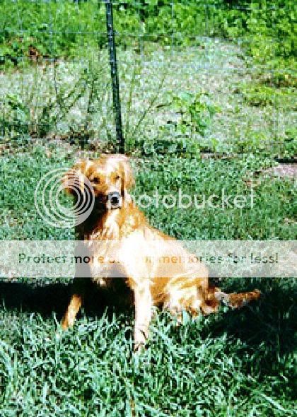 Dog picture