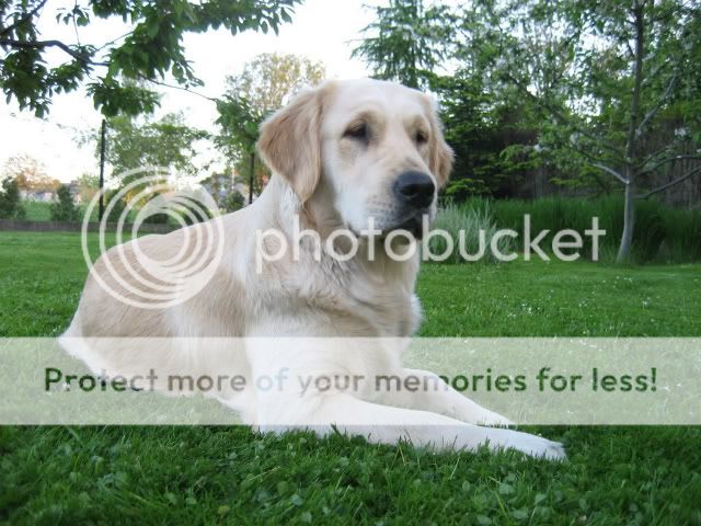 Dog picture