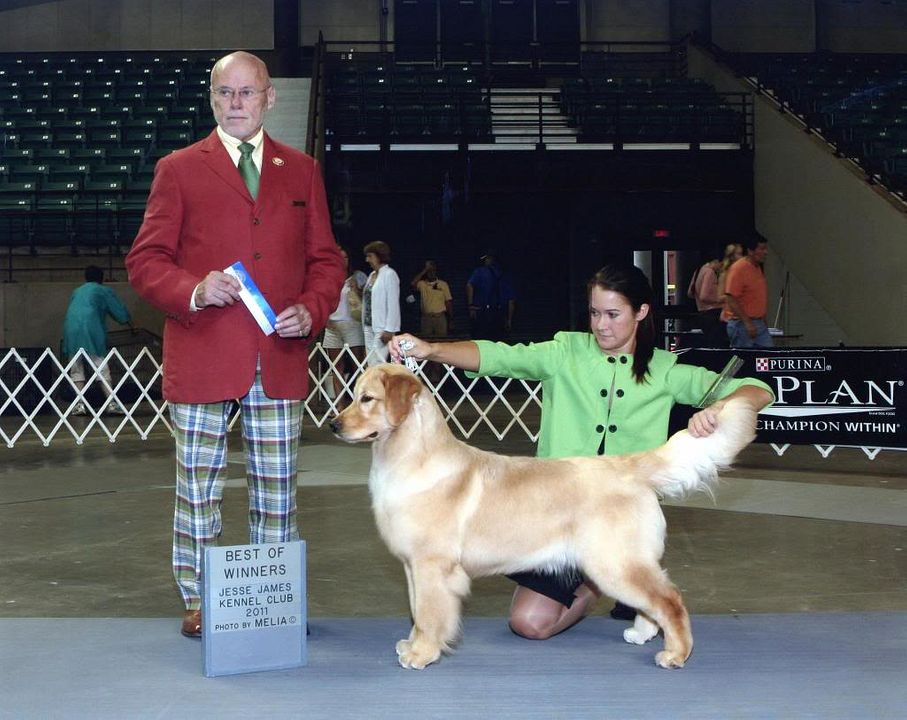 Dog picture