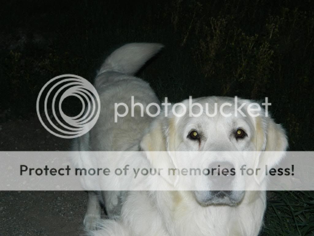 Dog picture