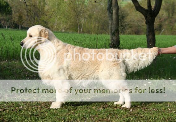 Dog picture