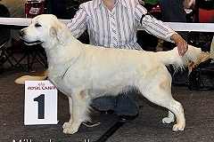 Dog picture
