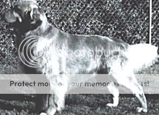 Dog picture