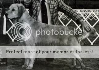 Dog picture