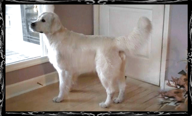 Dog picture