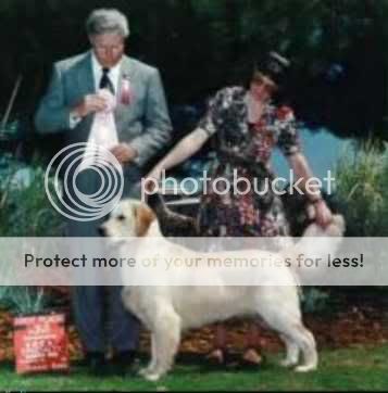 Dog picture