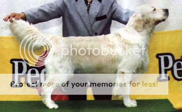 Dog picture