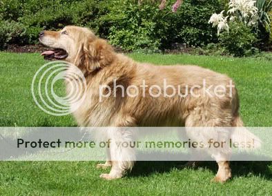 Dog picture
