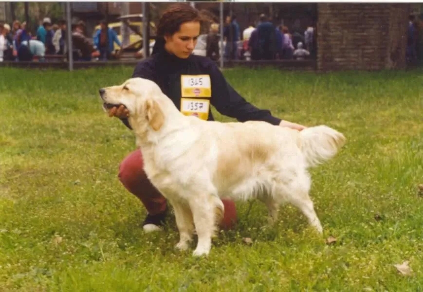 Dog picture