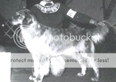Dog picture