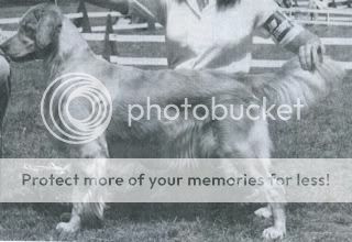 Dog picture