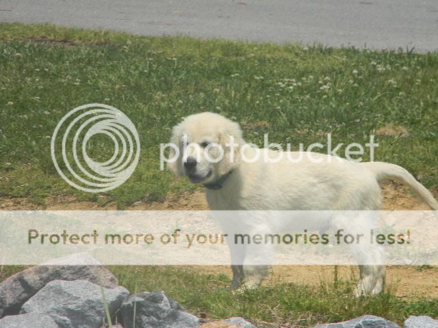Dog picture